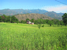 A view of the area given on lease to Harish Cements Ltd without forest clearance.