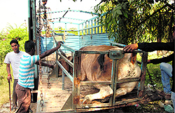 The bull being taken away by MC officials.