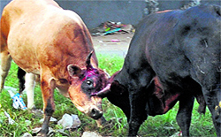 Stray animals posing danger to city residents is a common sight.