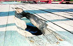 A wooden bridge at the Kankhal ghat, in a dilapidated condition, is posing a threat to the passersby. Beneath the bridge the Ganga flows
