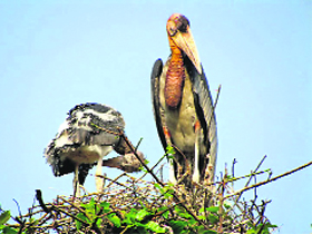 The Greater Adjutant stork. Photo: Manas Kumar Borthakur