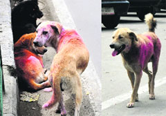 A group of painted dogs in Srinagar. Tribune photo: Amin War