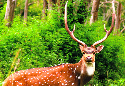 Deer is found aplenty in Nagarhole