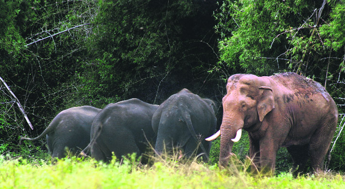 Elephants mostly roam around in groups