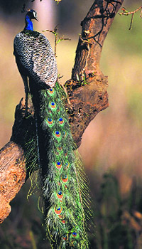 A peacock perches atop a tree in the park 