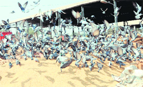 Pigeons invade the grain market during paddy procurement in Amritsar.