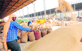 A labourer makes a heap of paddy at a grain market in Amritsar.
