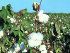 Cotton rates are already low as compared to last year.