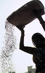 A woman separates husk from paddy grains at the grain market in Jalandhar on Sunday