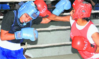 Pugilists in action during the inter-college boxing championship in Chandigarh on Monday. Tribune photo: Pradeep Tewari 
