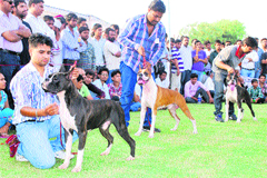 The winner dogs with their owners at the dog show held in Kurukshetra on Sunday.