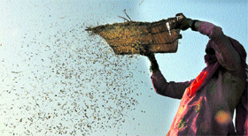 A woman winnows paddy at the Karnal grain market.