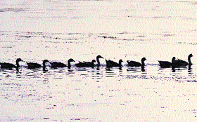 Swans move in a line in the Dal Lake in Srinagar on Monday.