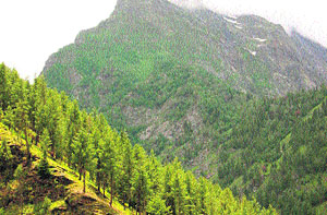 A part of a secluded forest in Pangi tribal valley of Chamba district.