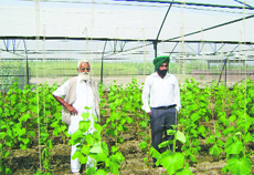 A greenhouse farm in Fatehgarh Sahib. 