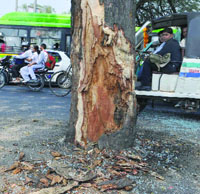 The tree after being hit by a DTC bus near Batra Hospital in New Delhi on Wednesday.