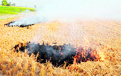 Paddy stubble being burnt in a field near Amritsar on Thursday
