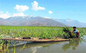A man on a boat collects weed for his cattle at the Wular Lake, 60 km north of Srinagar