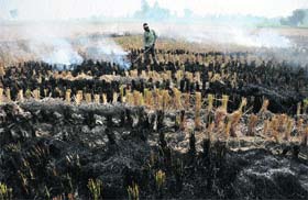 A file photo of stubble being burnt in a field in Ludhiana