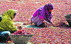 Women separate green and red chillies during drying process in Parimpora on the outskirts of Srinagar. The Kashmiri red chillies are valued for their aroma and flavour