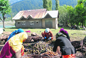 Women break upper shells of walnuts before the drying process at Gagangir, nearly 50 km away from Srinagar, on Friday. 