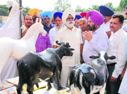 Animal Husbandry Minister Sarwan Singh Phillaur in Jalandhar on Friday. A Tribune photograph