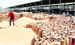 A labourer at work in Bhagtanwala grain market in Amritsar