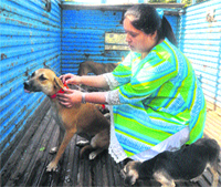 Members of SPCA ties a red collar on one of the sterilised dog during a programme at Sector 22, Chandigarh, on Saturday.