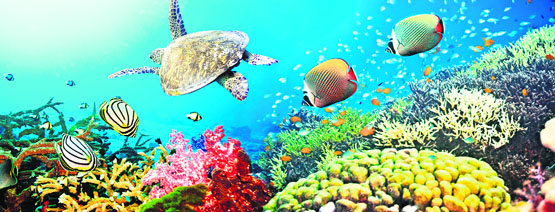 India is one of the worlds 12 mega-biodiversity centres and has been a victim of bio-piracy. Its record on safeguarding bio-diversity, traditional knowledge, intellectual property rights and interests of the local communities is far from satisfactory.