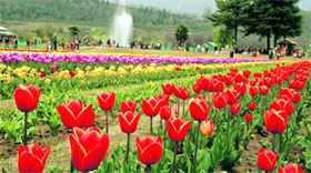 Srinagars Tulip Garden is Asias largest