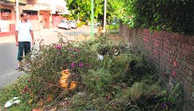 Breeding ground for mosquitoes: A man shows wild growth and garbage near his house in Sector 17, Panchkula