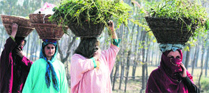 Kashmiri women, carrying fodder for their cattle, head for their homes on the outskirts of Srinagar. 