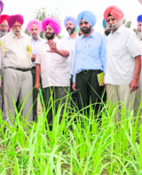 GS Kalkat, Chairman of Punjab Farmer Commission, with a farmer from Amritsar, who has developed sugarcane saplings with a new technique, at Firwaria village. 