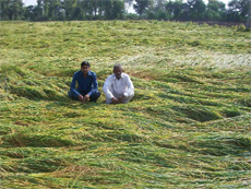 Surinder Kamra is upset over the ripened paddy crop that was flattened due to heavy rain at Kotha village near Fazilka on Tuesday.