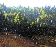 Snowflakes on trees near the Srinagar-Leh highway in Sonamarg.