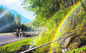A nomad with his flock of sheep on a Pahalgam road as he heads for Jammu from Srinagar. 