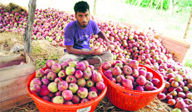 A fruit grower packs apples at Shopian in south Kashmir on Friday.