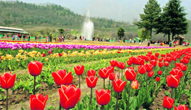 A view of Tulip Garden.