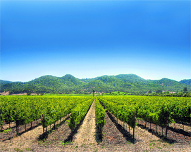 The landscape of Napa Valley is a mesh of straight-lined, symmetrical rows of grape vines, embroidering the valley floor and the gentle hill slopes