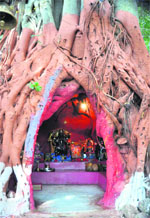 The Badh Kali Mata Temple in a banyan tree at Gainddi Khata village on the Haridwar-Najibabad road in Haridwar district is worshipped by devotees during the Navratras. Tribune photo: Rameshwar Gaur