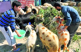 Traders feed the goats to sell them on the ocassion of Eid in Jammu on Monday.