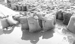 Drenched paddy stock in the Fatehabad grain market after rain on Tuesday. A Tribune photograph