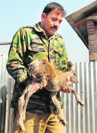 The injured baby deer