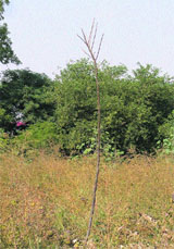 A dead plant at the Government College for Women in Ludhiana.
