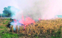 Stubble in a paddy field being burnt. A Tribune photo