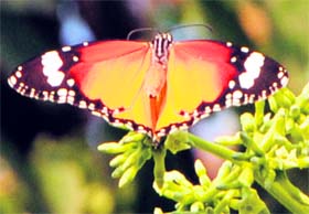 A butterfly sucks nector from a flower in Amritsar.
