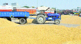 Farmers wait for auction of their paddy produce at the Sonepat grain market on Thursday. 