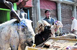A man sells goats ahead of the Eid-ul-Azha near Khatikan Talab mosque in Jammu on Thursday