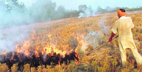 Despite a ban, a farmer burns paddy stubble on the Jalandhar-Nawanshahr road near Phagwara.