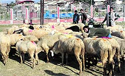 People purchase sheep for Eid in a market in Srinagar
